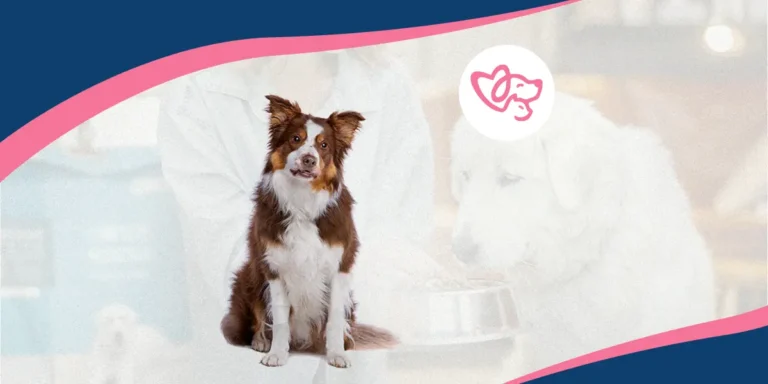 Sniff ‘n’ Waggle Website